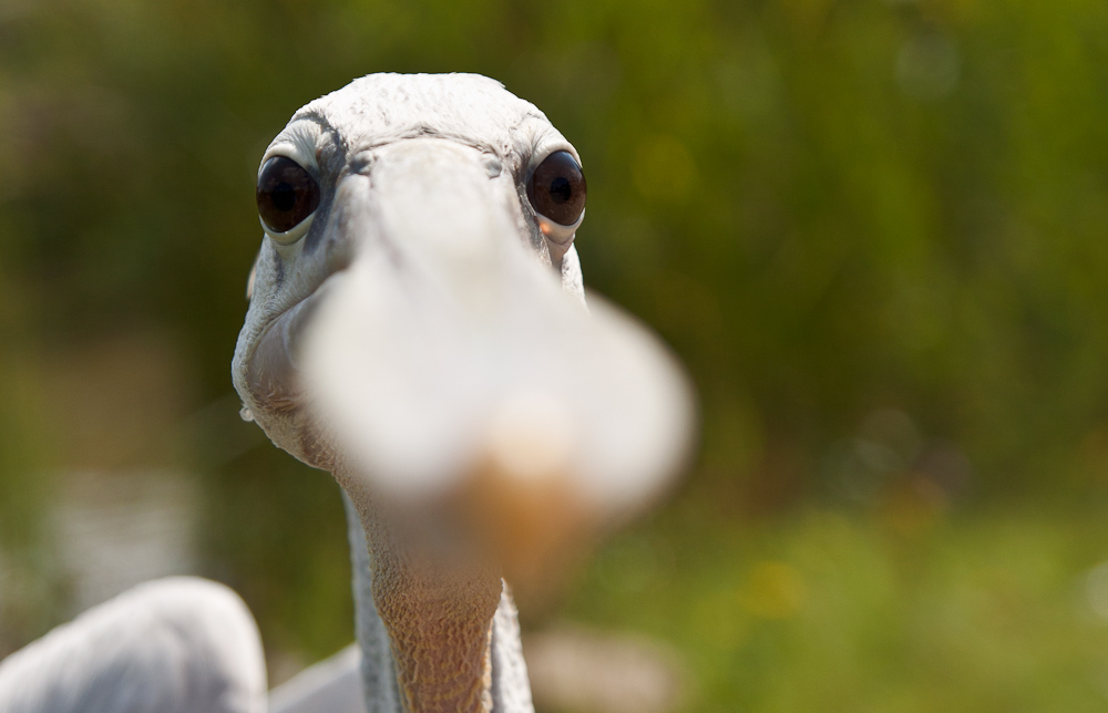 Schau mir in die Augen