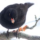 Schau mir in die Augen...