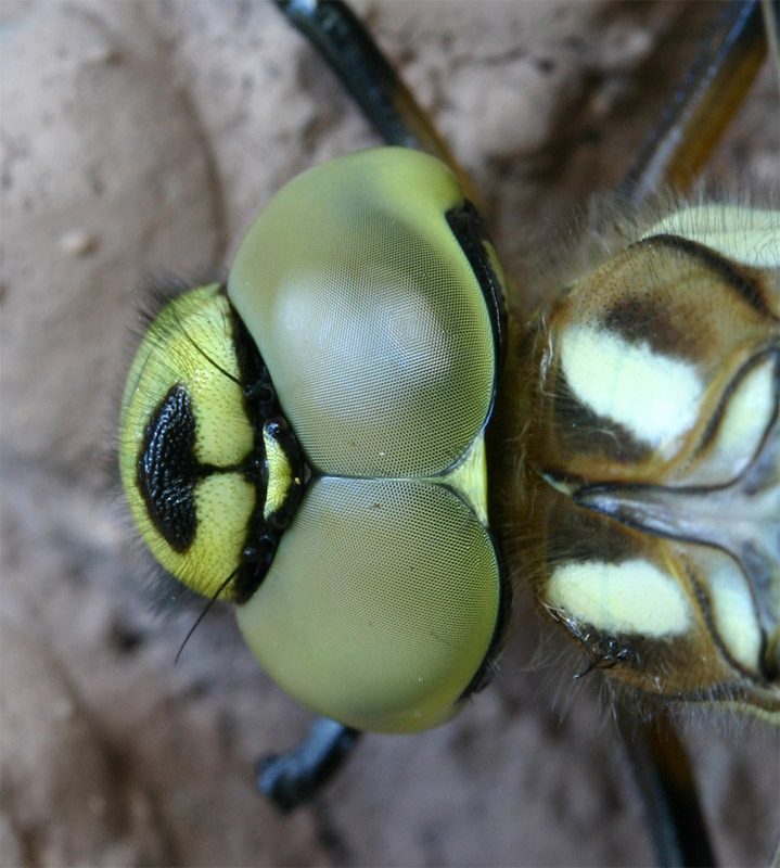 Schau mir in die Augen....