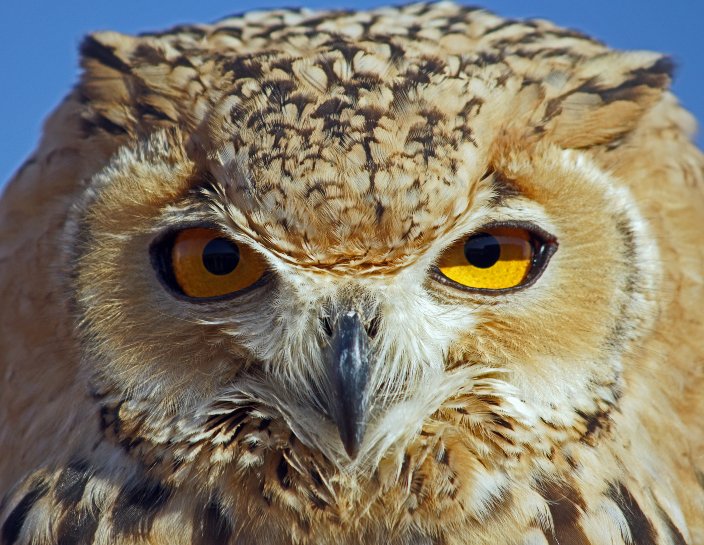 Schau mir in die Augen!