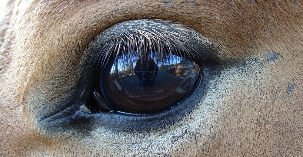 schau mir in die Augen