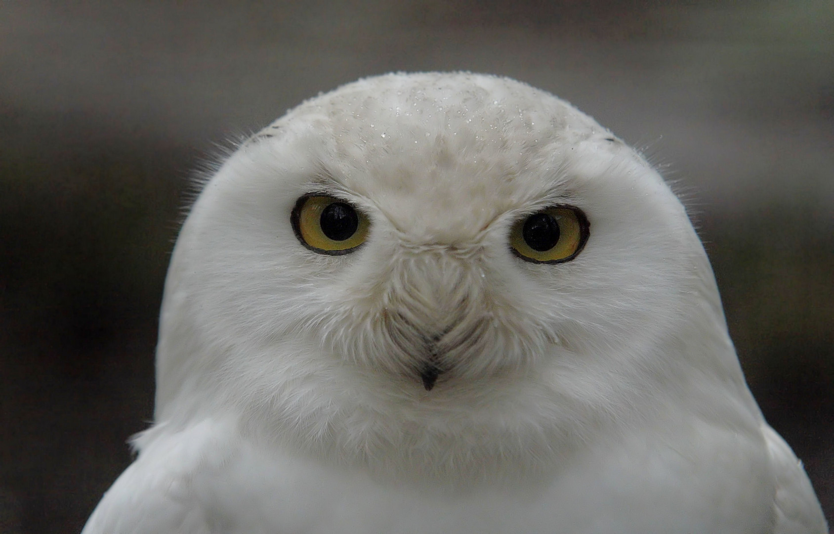 Schau mir in die Augen...