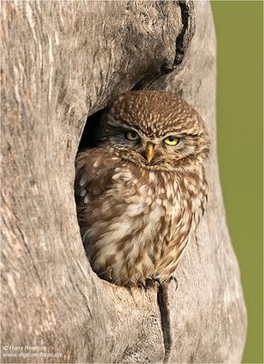 Schau mir in die Augen...