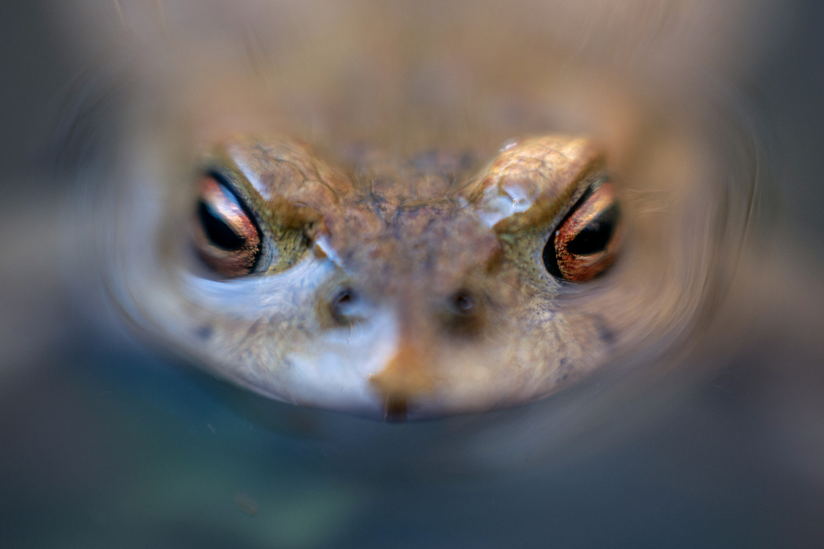 schau mir in die Augen...