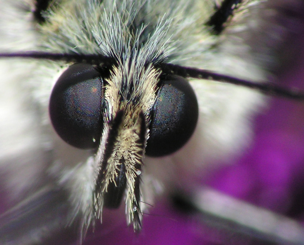 Schau mir in die Augen. ... Aber in welches nur?