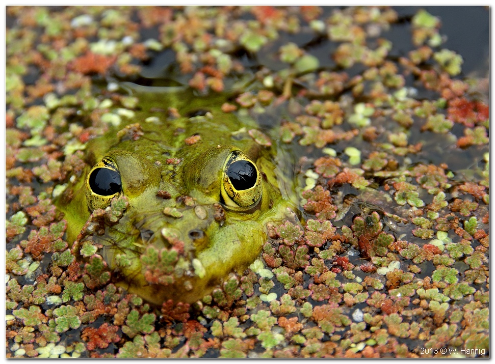 Schau mir in die Augen :-)