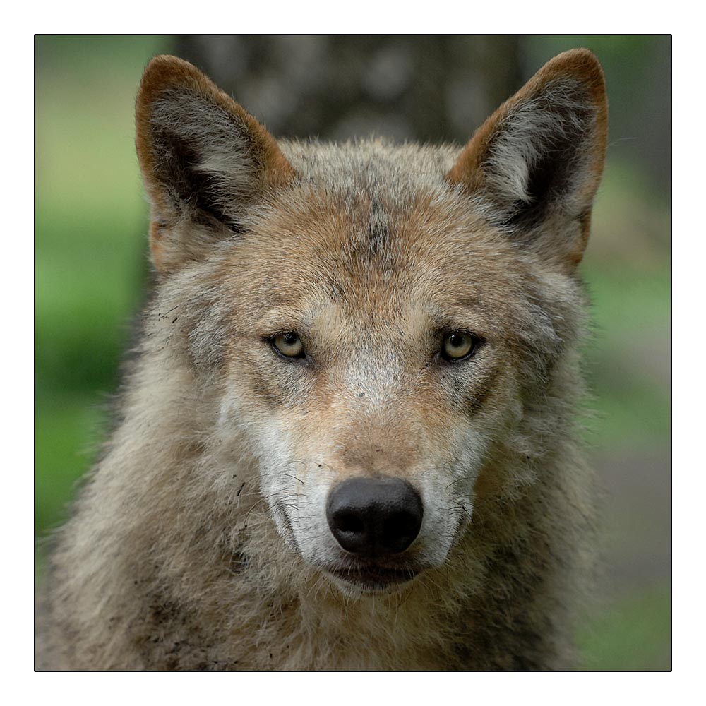 ...schau mir in die Augen...