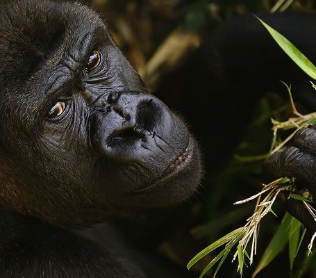 Schau mir in die Augen......