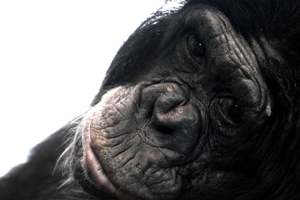 Schau mir in die Augen