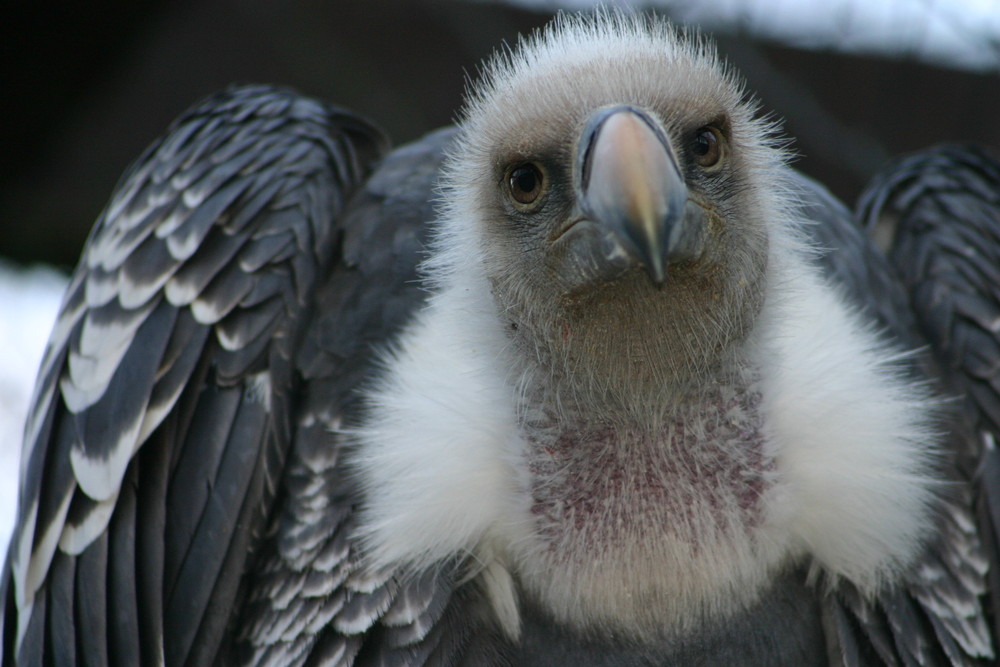 Schau mir in die Augen Baby!!!