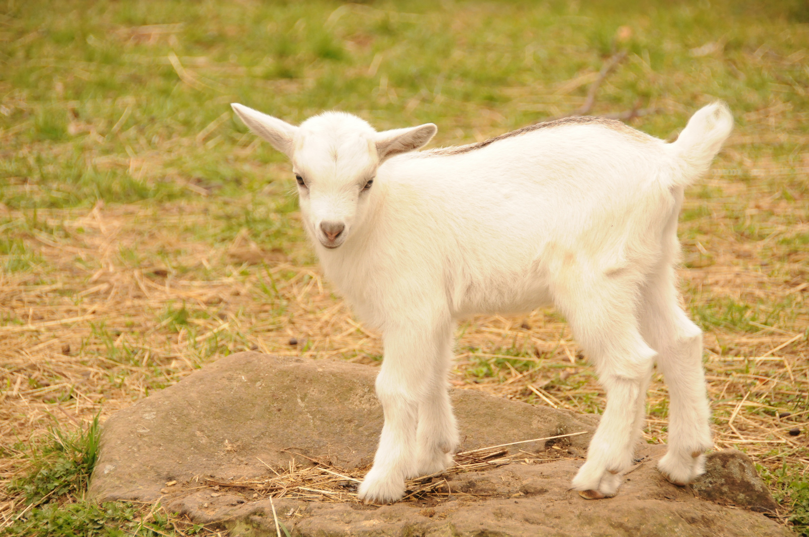 schau mir in die Augen "Baby"