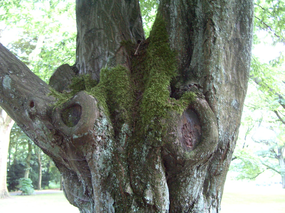 Schau mir in die Augen Baumi