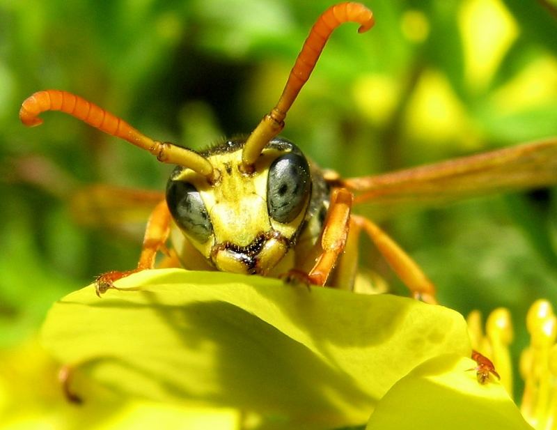 schau mir in die Augen ...