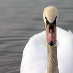 Schau mir in die Augen