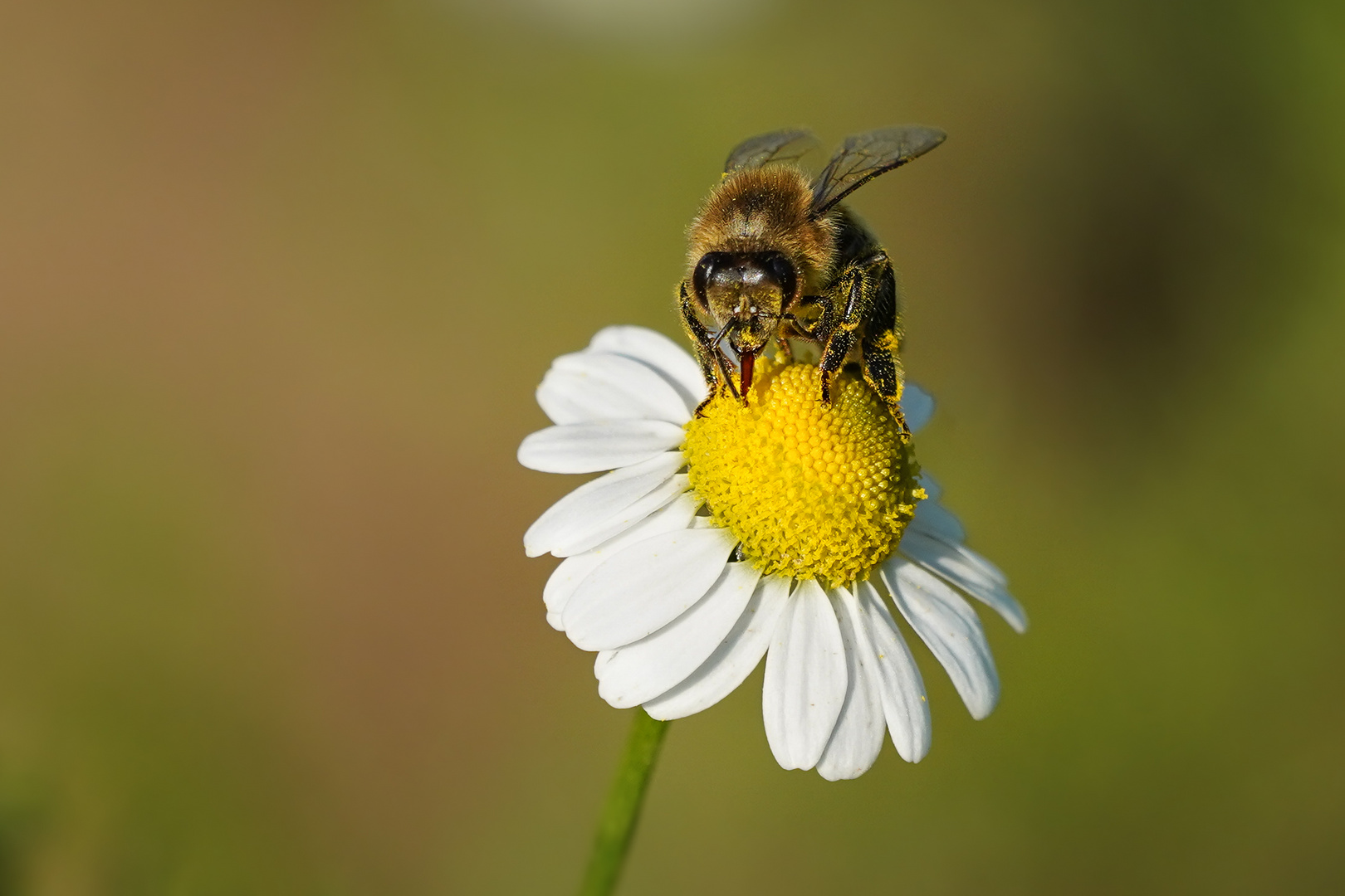 Schau mir in die Augen Bienchen