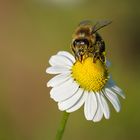 Schau mir in die Augen Bienchen