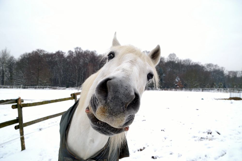 Schau mir in die Augen