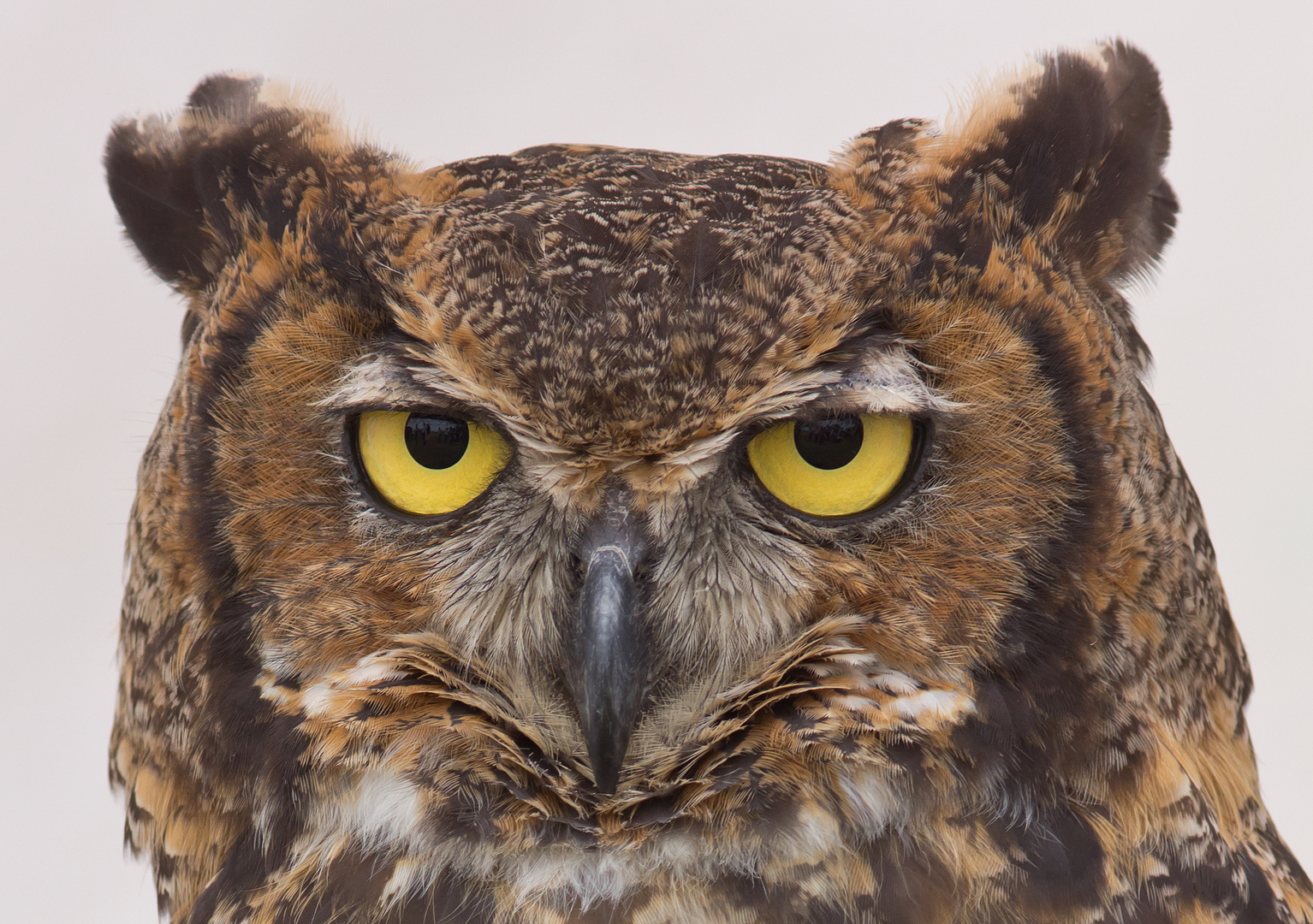 Schau mir in die Augen...