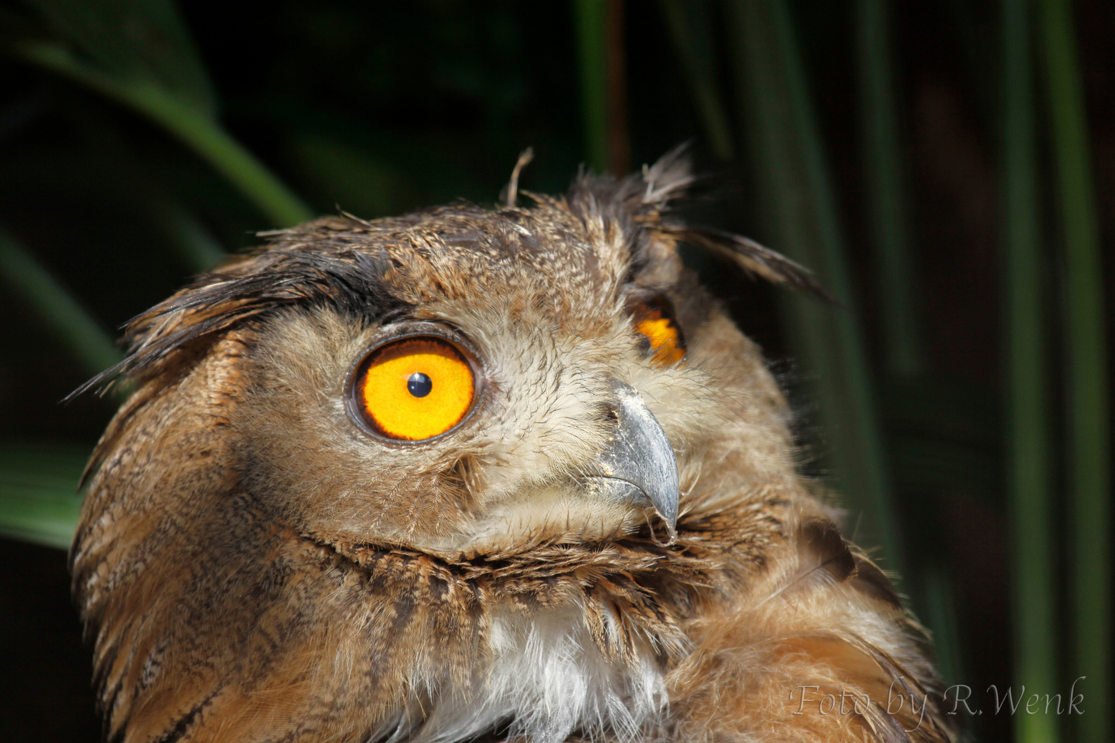 Schau mir in die Augen