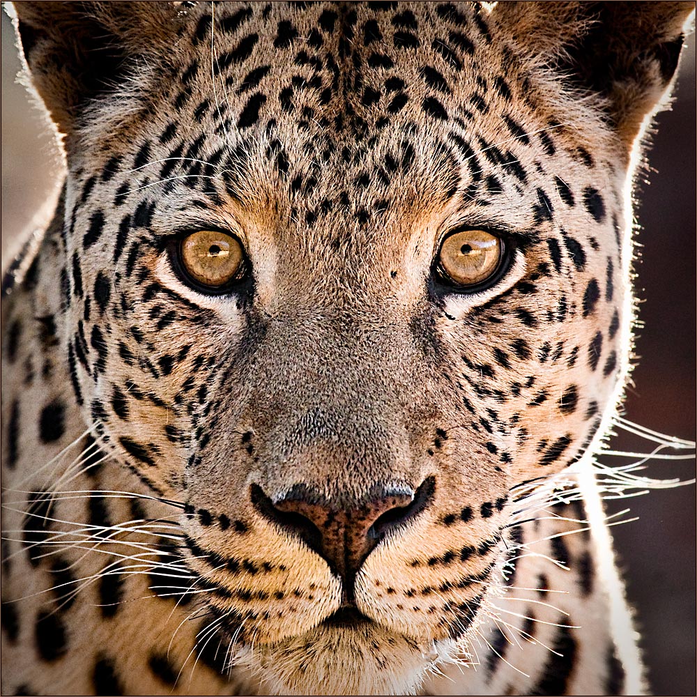 Schau Mir In Die Augen Foto Bild Tiere Tierdetails Wildlife Bilder Auf Fotocommunity