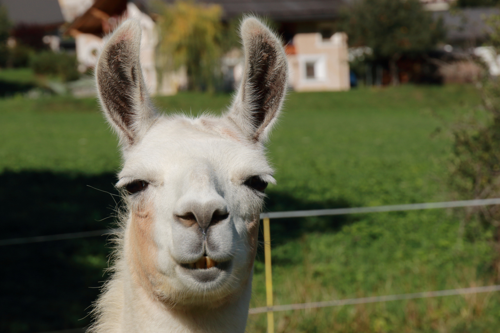 Schau mir in die Augen.....