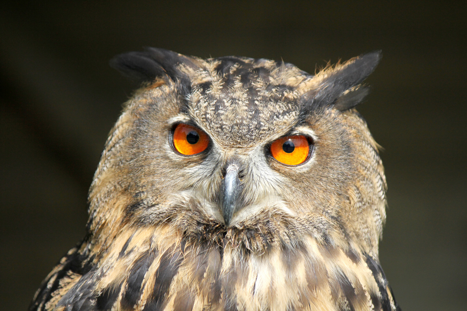 Schau mir in die Augen