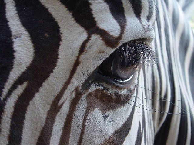 Schau mir in die Augen...