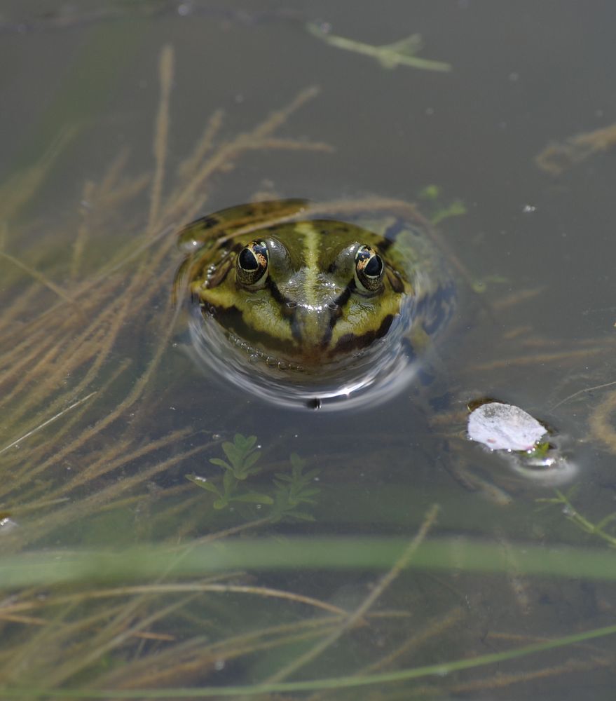 Schau mir in die Augen