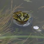 Schau mir in die Augen