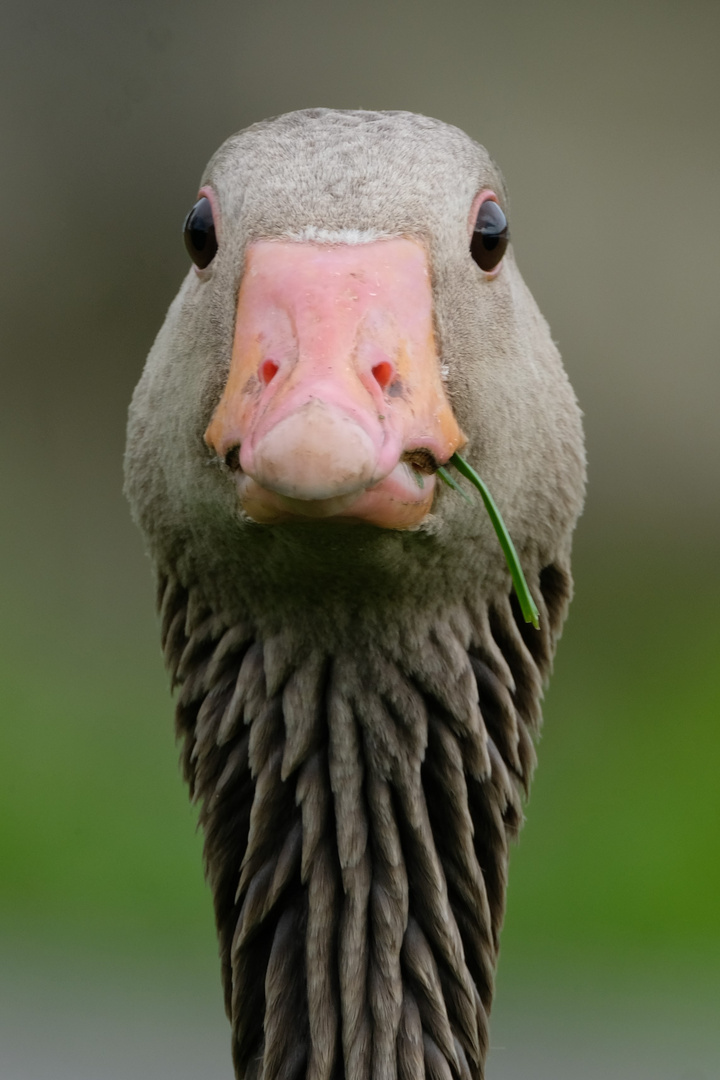 Schau mir in die Augen.....