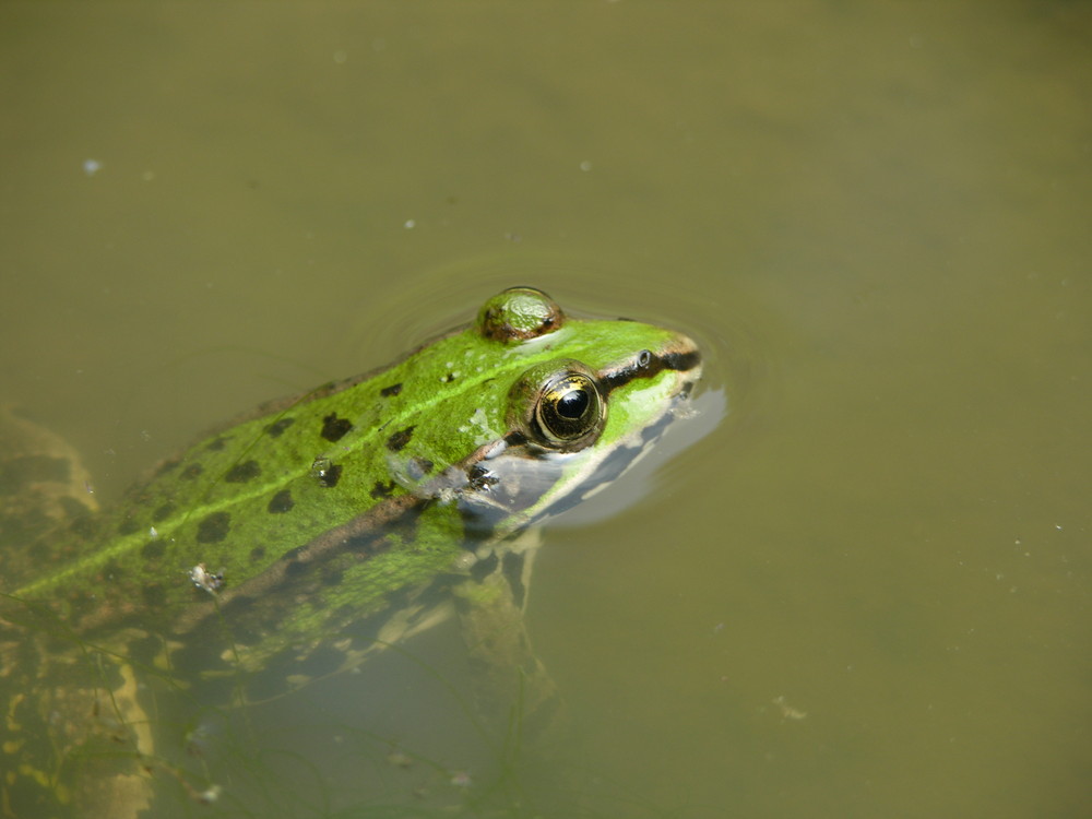 Schau mir in die Augen ...