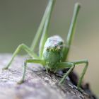 Schau mir in die Augen