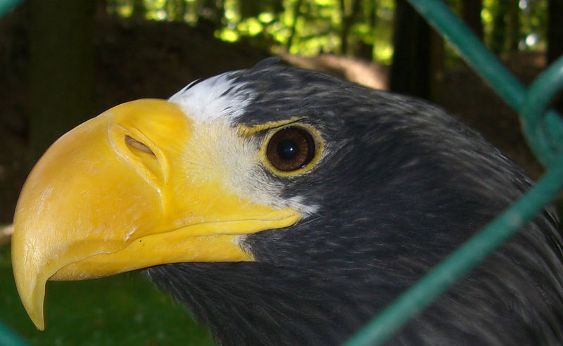 Schau mir in die Augen...