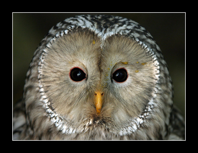 Schau mir in die Augen