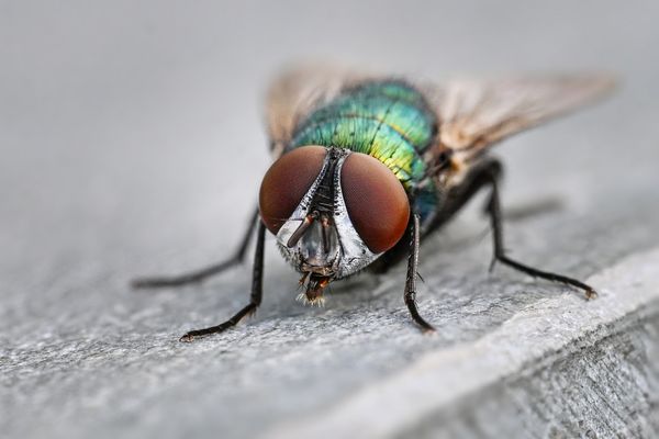 Schau mir in die Augen