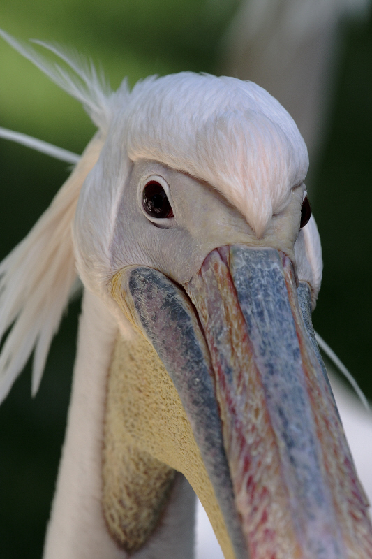 schau mir in die Augen ...