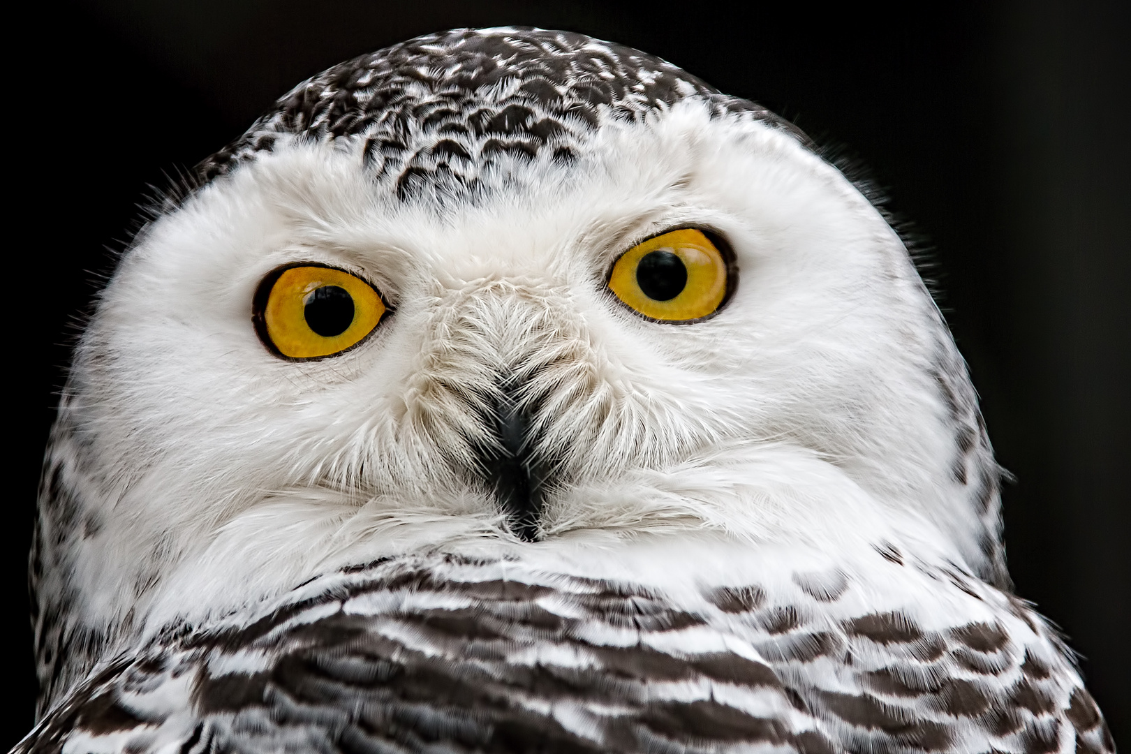 Schau mir in die Augen...