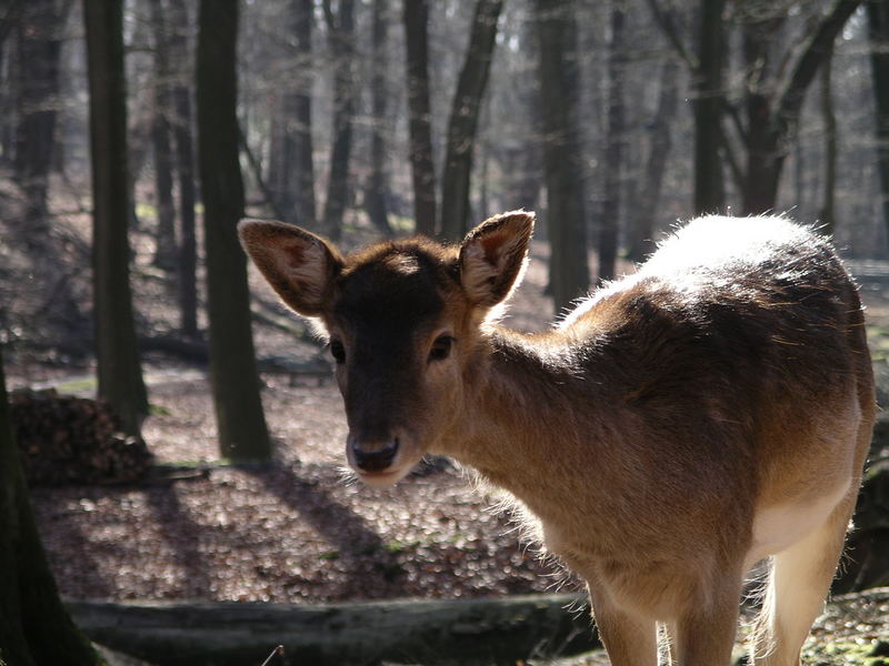 Schau mir in die Augen ...