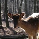 Schau mir in die Augen ...