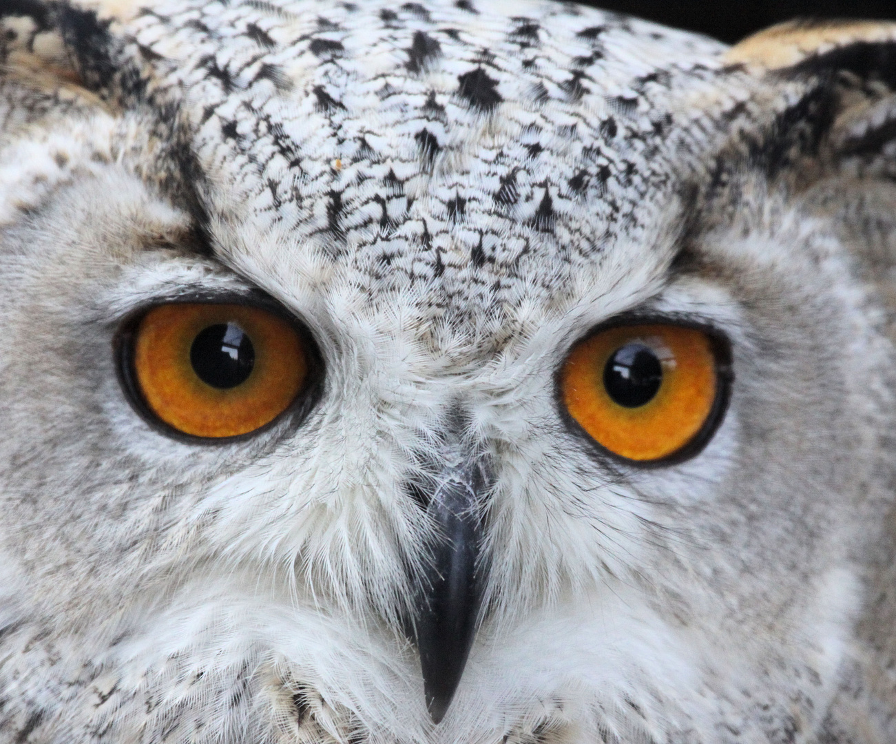 Schau mir in die Augen ...