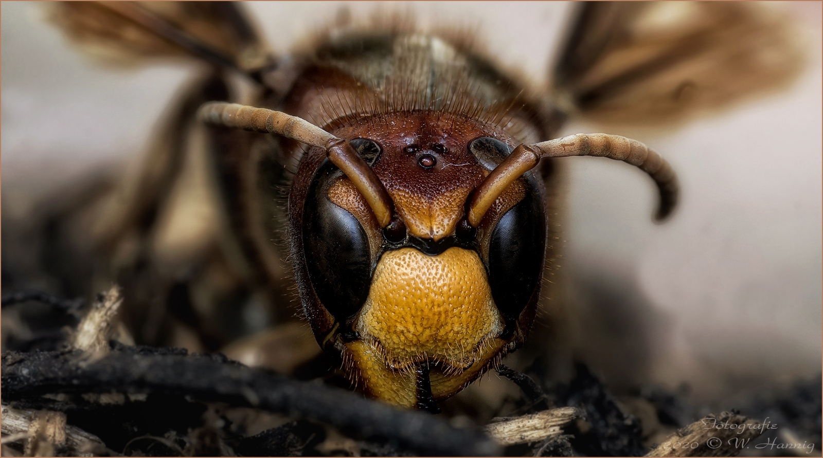 Schau mir in die Augen :-)