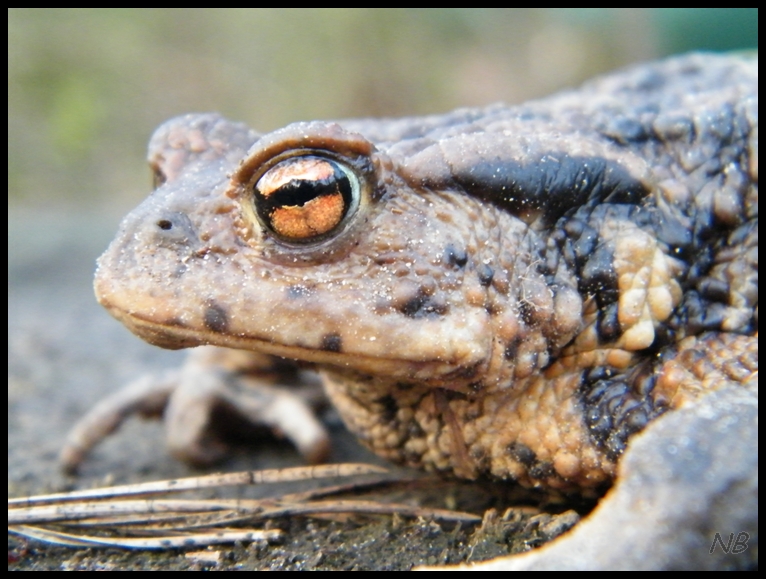 Schau mir in die Augen