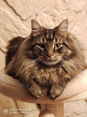 Schau mir in die Augen