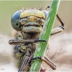 schau mir in die augen.........