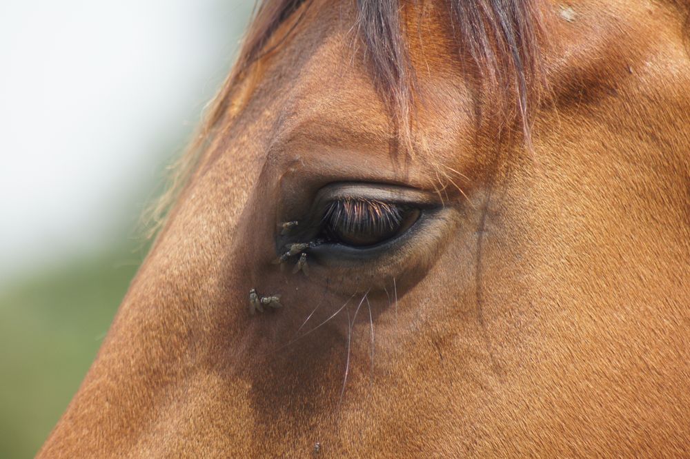 schau mir in die augen