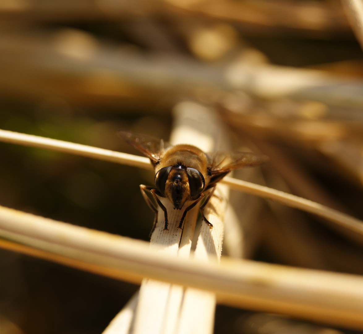 Schau mir in die Augen :-)