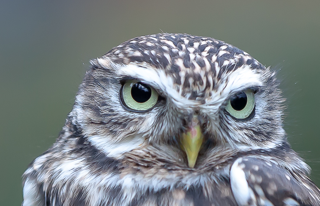 Schau mir in die Augen....