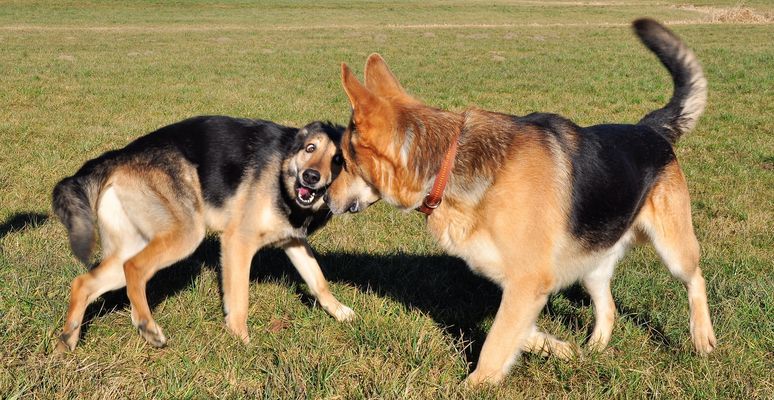 Schau mir in die Augen...