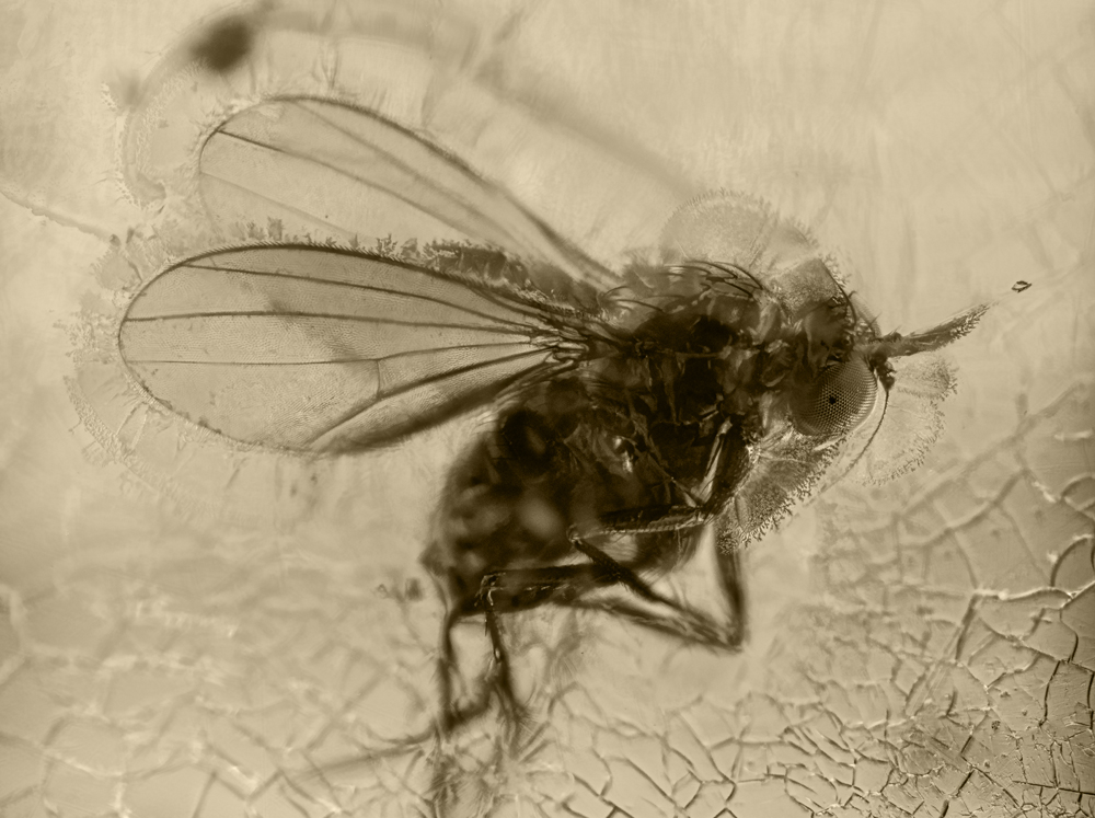 Schau mir in die Augen - Fliege im Bernstein 