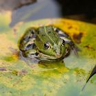 Schau mir in die Augen Frosch :-)